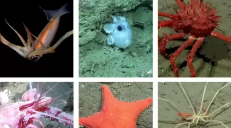 EXPEDICION EN MAR DEL PLATA