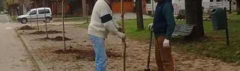 LLEGARON LOS ARBOLITOS PARA LA PLAZA