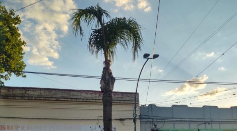 POBRE PALMERA